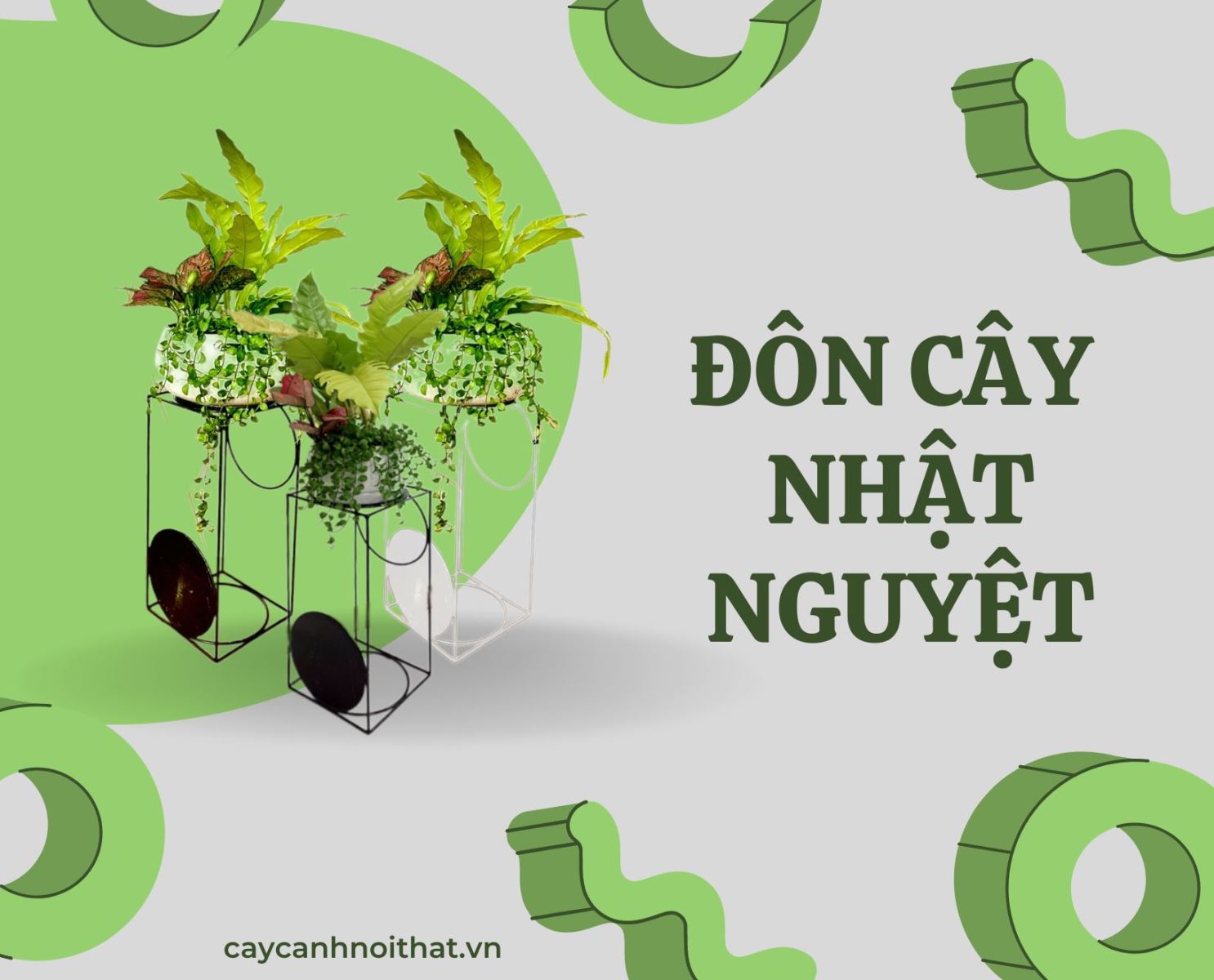 ĐÔN CÂY NHẬT NGUYỆT